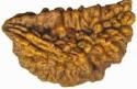 Ek mukhi rudraksha